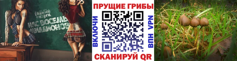 Галлюциногенные грибы Psilocybine cubensis купить наркотики цена Звенигород